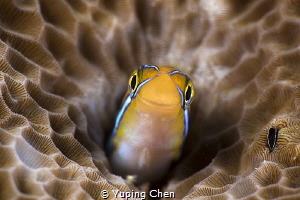 Just a smile/Blenny/Raja Ampat, Indonesia/Canon 5D MarkII... by Yuping Chen 